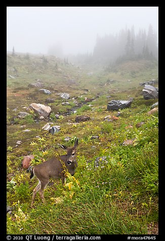 Deer in foggy alpine meadows, Paradise. Mount Rainier National Park, Washington, USA.