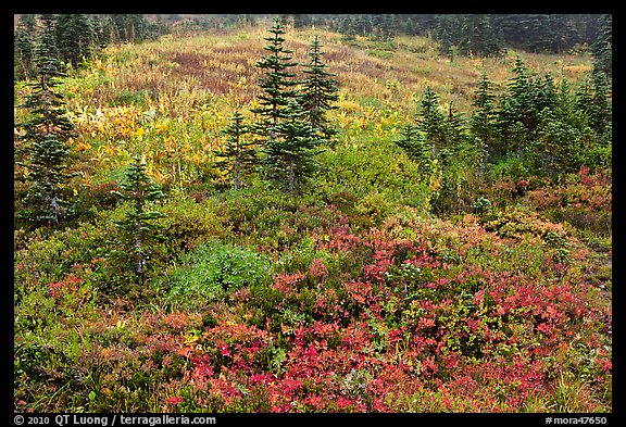 Paradise meadow in the fall. Mount Rainier National Park, Washington, USA.