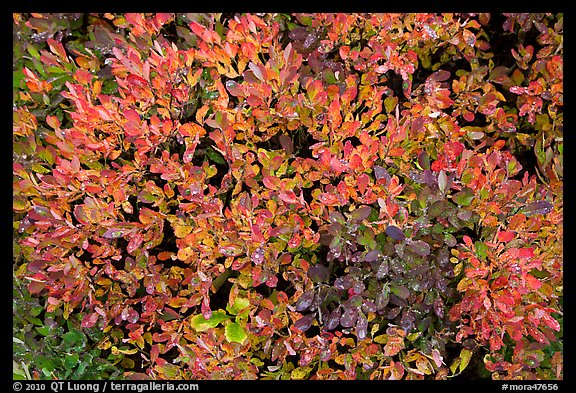 Close-up of berry leaves in autumn color. Mount Rainier National Park, Washington, USA.