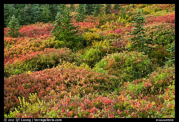 Alpine garden in the fall. Mount Rainier National Park, Washington, USA.