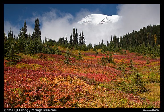 Mount Rainier emerging above clouds and meadows in autumn. Mount Rainier National Park, Washington, USA.