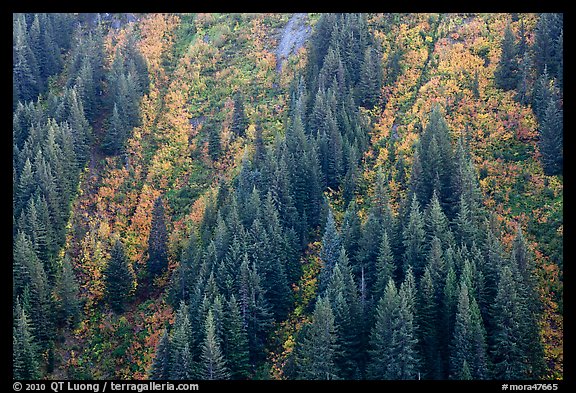 Vine maples color slopes in Stevens Canyon. Mount Rainier National Park, Washington, USA.