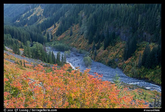 Stevens Canyon in autumn. Mount Rainier National Park (color)