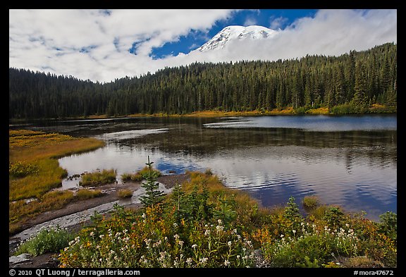 Mount Rainier from Reflection lakes in autumn. Mount Rainier National Park, Washington, USA.