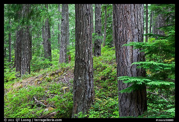 Conifer forest near Ohanapecosh. Mount Rainier National Park, Washington, USA.
