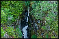 Mossy green basalt canyon. Mount Rainier National Park, Washington, USA. (color)
