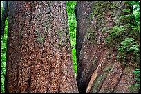 Twin trunks of 1000 year old douglas firs. Mount Rainier National Park, Washington, USA. (color)
