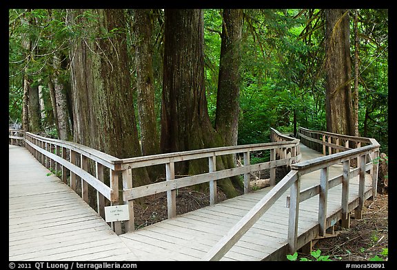 Boardwalk, Patriarch Grove. Mount Rainier National Park, Washington, USA.