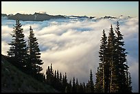 Sea of clouds and Governors Ridge, early morning. Mount Rainier National Park, Washington, USA. (color)