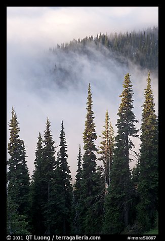 Forest and low clouds. Mount Rainier National Park, Washington, USA.