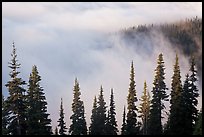 Trees, ridge, and fog. Mount Rainier National Park, Washington, USA.