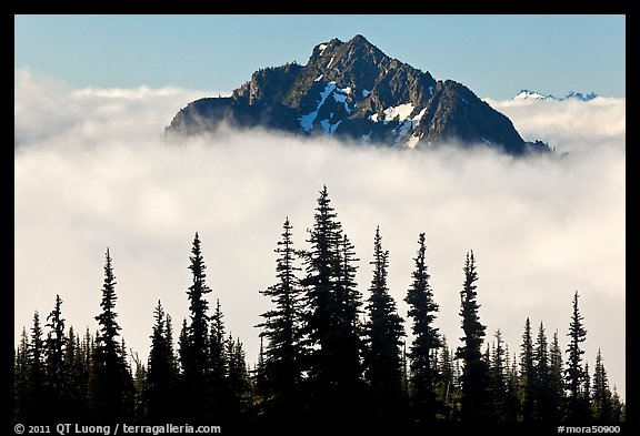 Spruce trees and Goat Island Mountain emerging from clouds. Mount Rainier National Park, Washington, USA.