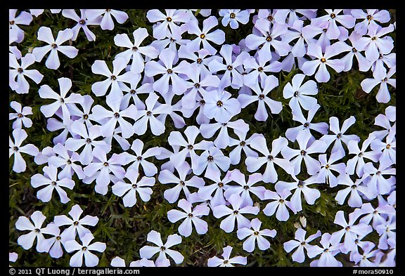 Cluster of alpine flowers. Mount Rainier National Park, Washington, USA.