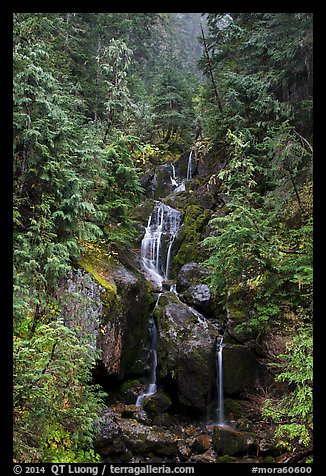 Multi-tiered waterfall in old-growth forest. Mount Rainier National Park, Washington, USA.