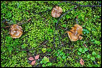 Close-up of mushrooms and ground plants. Mount Rainier National Park, Washington, USA.