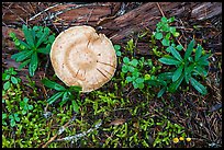 Close-up of mushrooms and fallen wood. Mount Rainier National Park, Washington, USA.