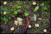 Close-up of forest floor with many mushrooms. Mount Rainier National Park, Washington, USA.