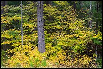 Vine maple in autumn foliage around tree. Mount Rainier National Park, Washington, USA.
