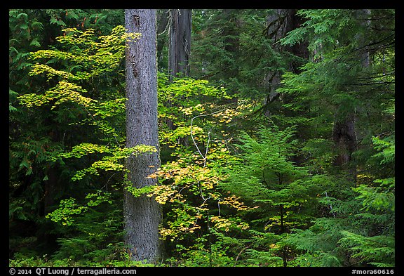 Ohanapecosh rain forest with vine maple in autumn. Mount Rainier National Park, Washington, USA.