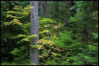 Ohanapecosh rain forest with vine maple in autumn. Mount Rainier National Park, Washington, USA.