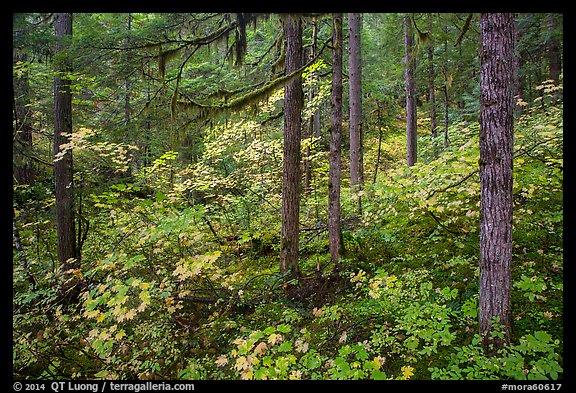 Rain forest in autumn, Ohanapecosh. Mount Rainier National Park, Washington, USA.