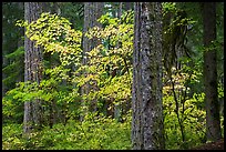 Ohanapecosh forest with yellow vine maple in autumn. Mount Rainier National Park, Washington, USA.