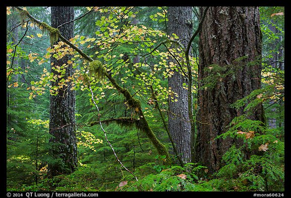 Vine maple and Ohanapecosh old-growth rain forest in autumn. Mount Rainier National Park, Washington, USA.
