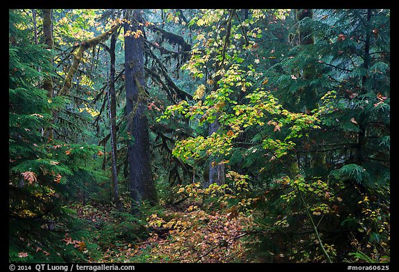 Ohanapecosh old-growth rain forest in autumn. Mount Rainier National Park, Washington, USA.