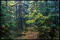 Ohanapecosh old-growth rain forest in autumn. Mount Rainier National Park, Washington, USA.