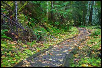 Forest trail in autumn, Ohanapecosh. Mount Rainier National Park, Washington, USA.