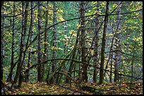 Mossy trees and autumn foliage, Ohanapecosh. Mount Rainier National Park, Washington, USA.