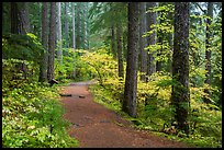 Trail in Ohanapecosh forest. Mount Rainier National Park, Washington, USA.