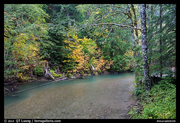 Ohanapecosh river bordered by trees in fall foliage. Mount Rainier National Park, Washington, USA.