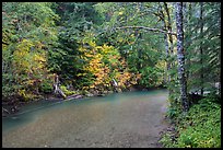 Ohanapecosh river bordered by trees in fall foliage. Mount Rainier National Park, Washington, USA.