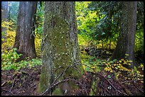 Grove of the Patriarchs in autumn. Mount Rainier National Park, Washington, USA.