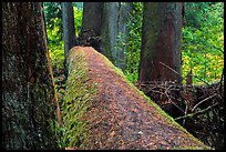 Fallen tree in autum, Grove of the Patriarchs. Mount Rainier National Park ( color)