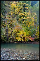 Vine maple in fall foliage along the Ohanapecosh River. Mount Rainier National Park, Washington, USA.