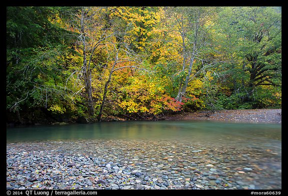 Pebbles, Ohanapecosh River, and autumn foliage. Mount Rainier National Park, Washington, USA.