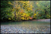 Pebbles, Ohanapecosh River, and autumn foliage. Mount Rainier National Park, Washington, USA.