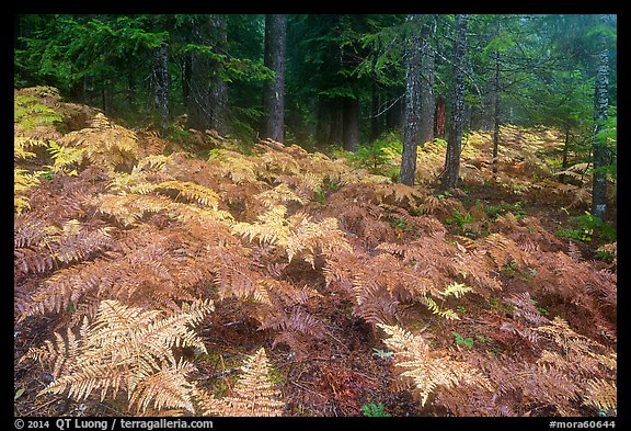 Ferns in autumn and old-growth forest. Mount Rainier National Park, Washington, USA.