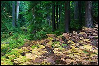 Ferns and old growth forest in autumn. Mount Rainier National Park, Washington, USA.