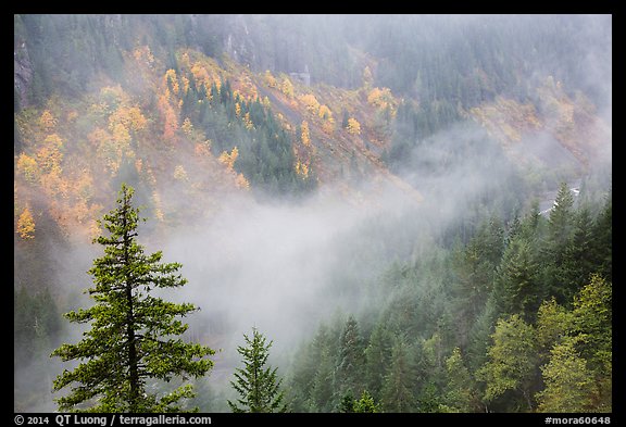 Fog and autumn colors, Stevens Canyon. Mount Rainier National Park, Washington, USA.