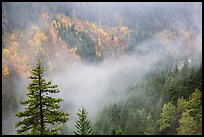 Fog and autumn colors, Stevens Canyon. Mount Rainier National Park, Washington, USA.