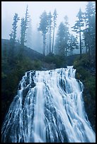 Narada Falls and trees in fog. Mount Rainier National Park, Washington, USA.