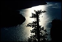 Backlit Tree and Diablo lake, North Cascades National Park Service Complex. Washington, USA. (color)