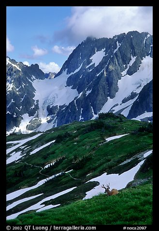 Elk and peaks, early summer, Sahale Arm, North Cascades National Park.  (color)
