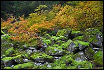 Mossy boulders and vine mapples in fall autumn color, North Cascades National Park. Washington, USA.