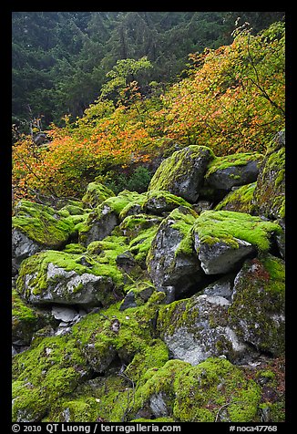 Rocks with green moss, autumn foliage, North Cascades National Park. Washington, USA.