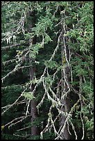 Fir and lichen, North Cascades National Park. Washington, USA.
