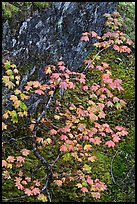 Vine maple leaves in fall color, moss and rock, North Cascades National Park. Washington, USA. (color)